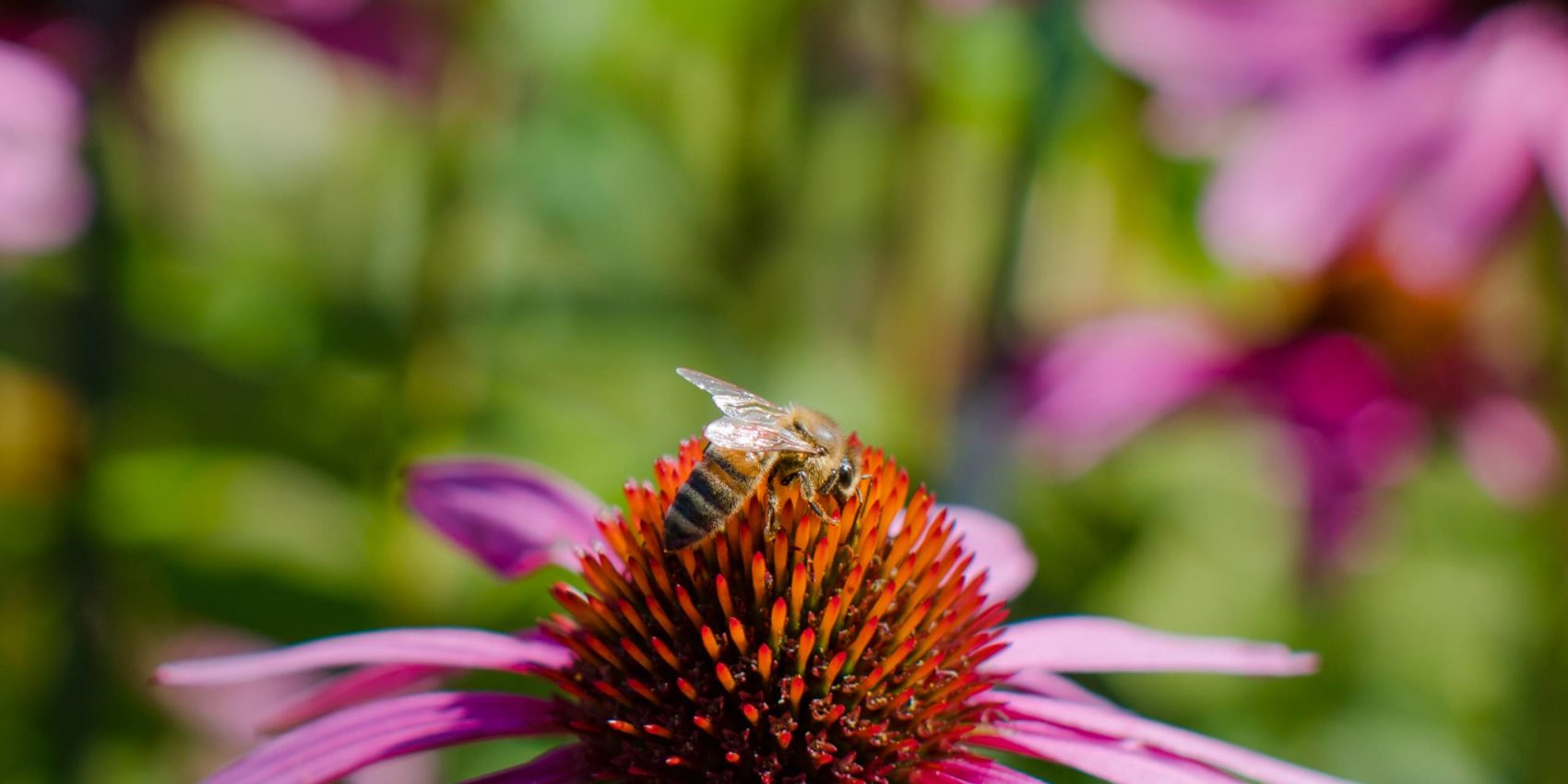 Grabgestaltung im Sommer mit rosa Blüten