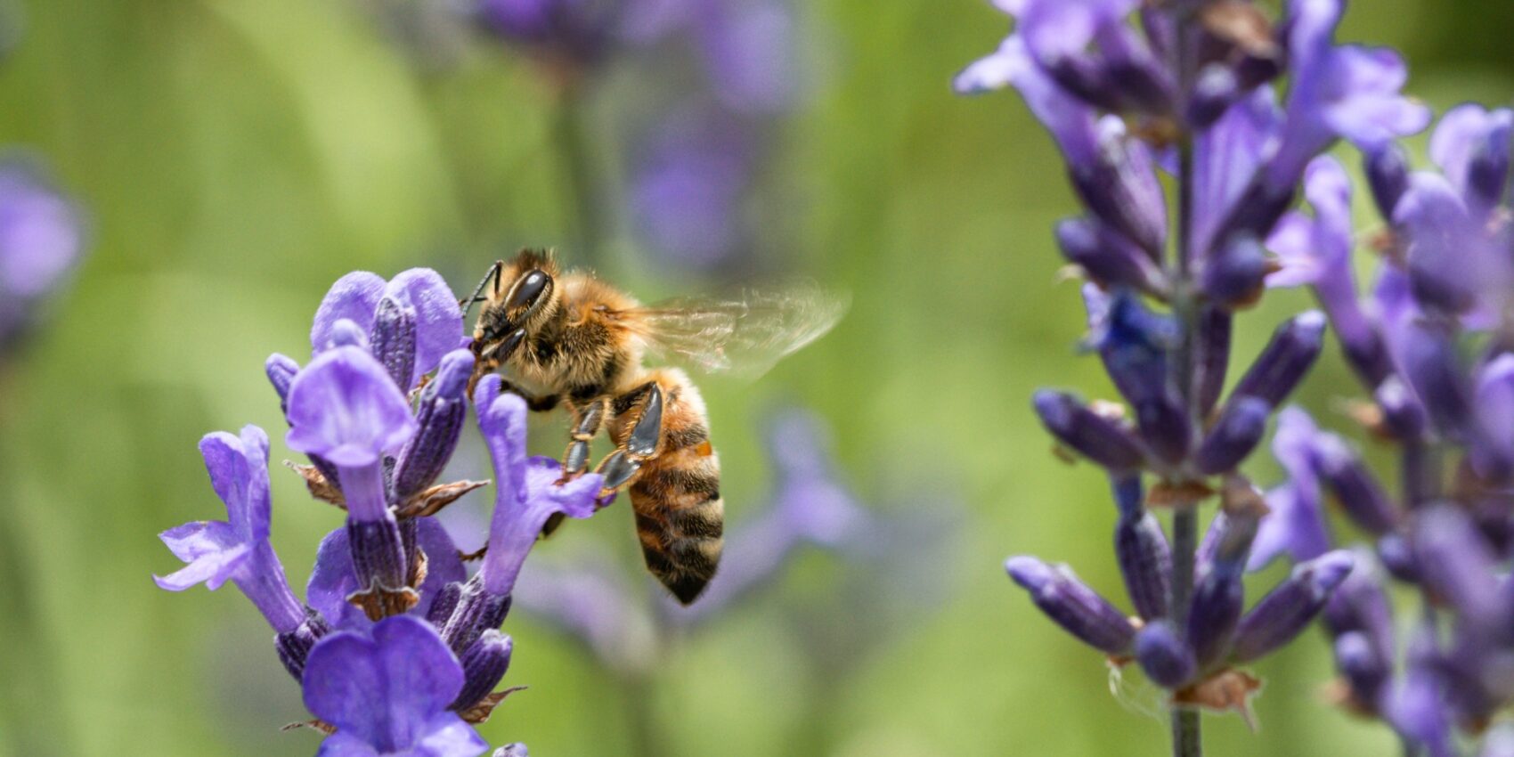 Den privaten Garten zum bienenfreundlichen Garten machen