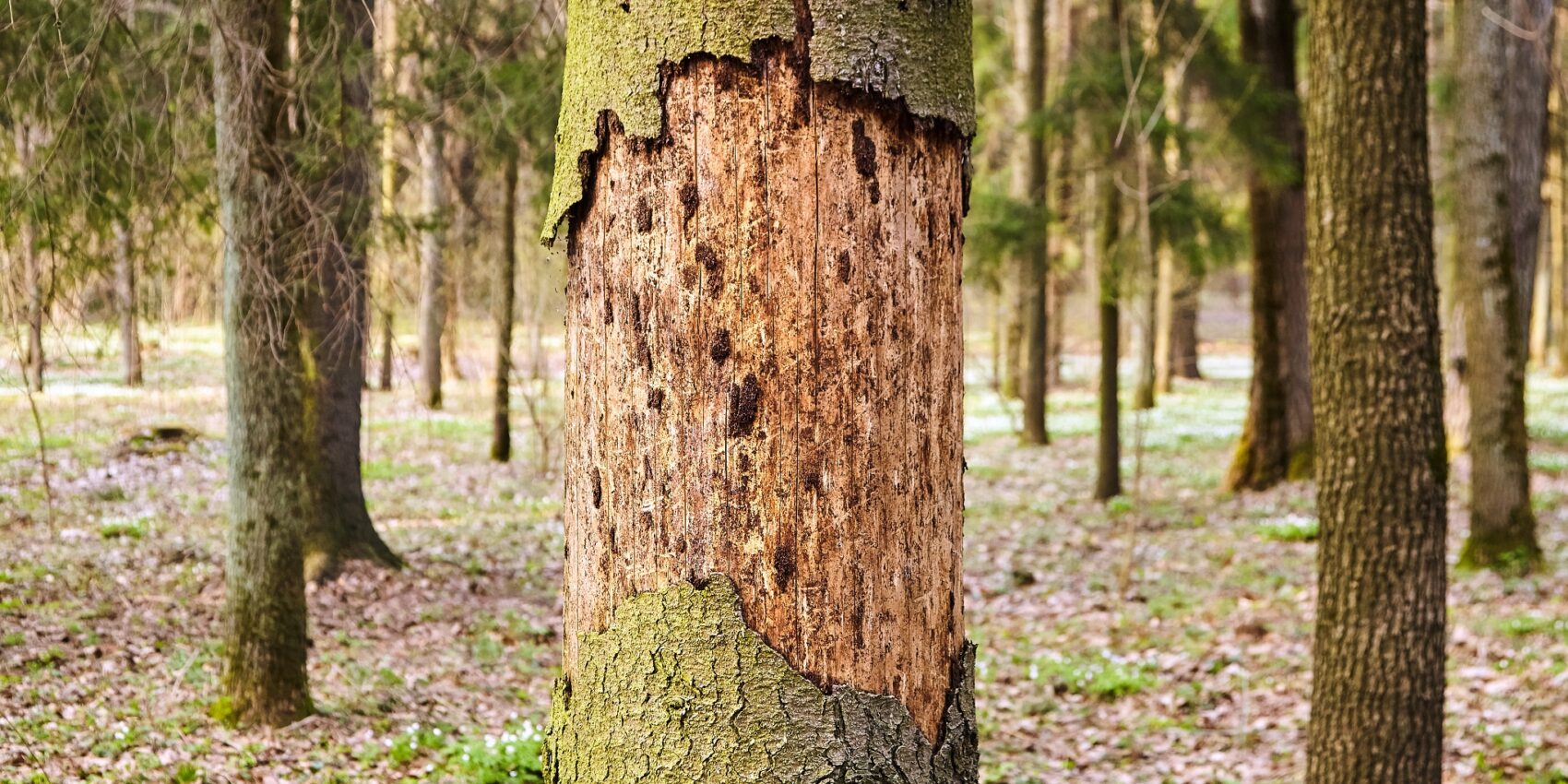 Baumkrankheiten und Schädlinge